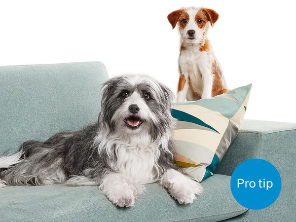 A tall dog lies on the sofa, behind it is a small dog sitting.
