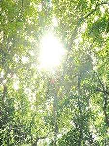 Green forest canopy filled with sunlight.