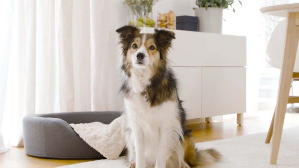 Een lieve hond naast zijn slaapplaats in de woonkamer.